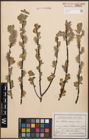 Foto von Salix cinerea L.